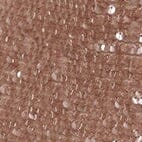 BREE DRESS | FLAX - Image 7